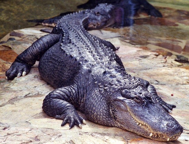 alligator